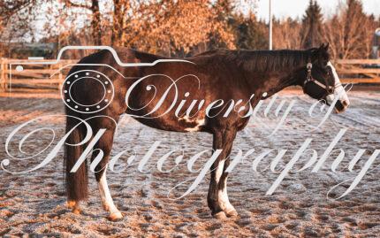 20260322_Silver_Rock_Ranch_Kurs_Tom_Christ_001 Product