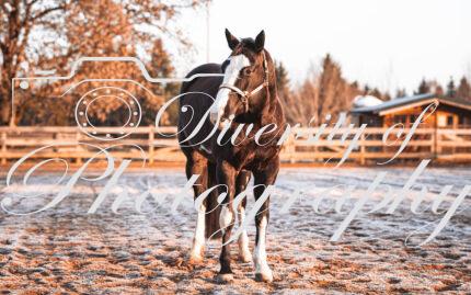 20260322_Silver_Rock_Ranch_Kurs_Tom_Christ_009 Product