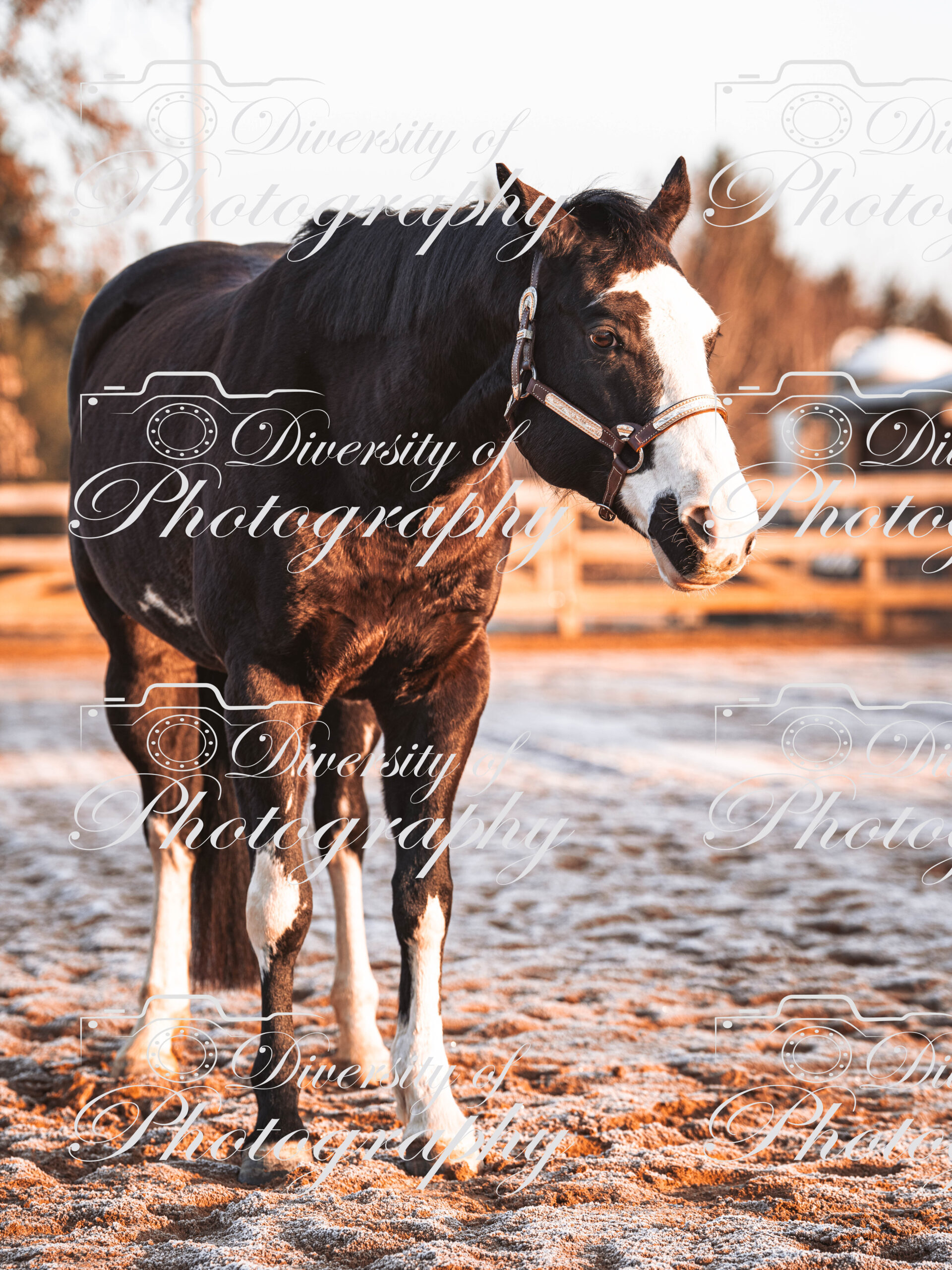 20260322_Silver_Rock_Ranch_Kurs_Tom_Christ_007