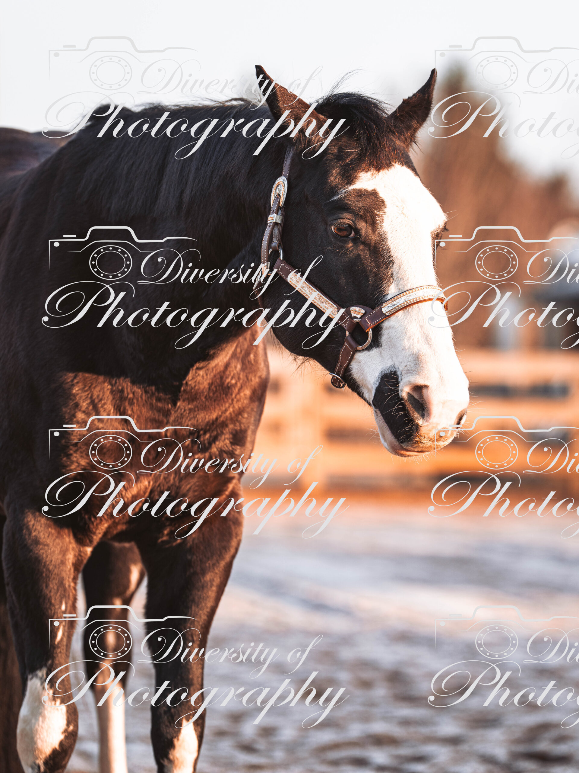 20260322_Silver_Rock_Ranch_Kurs_Tom_Christ_008