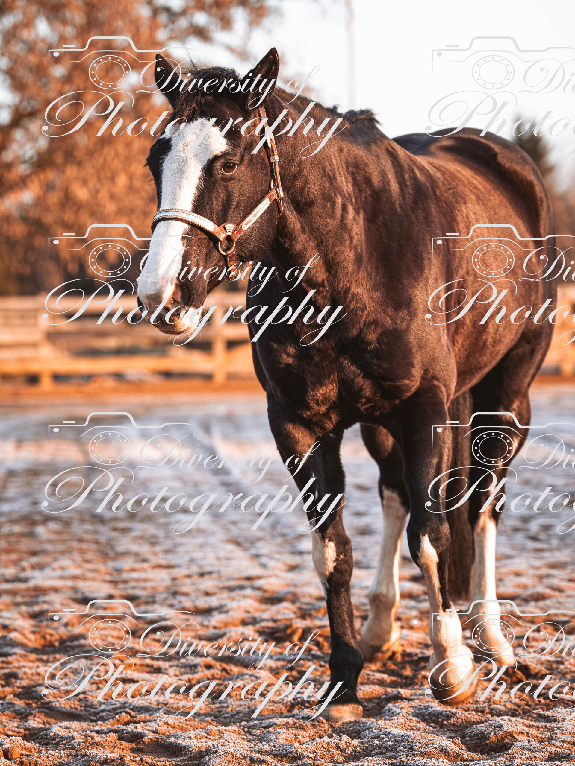 20260322_Silver_Rock_Ranch_Kurs_Tom_Christ_011