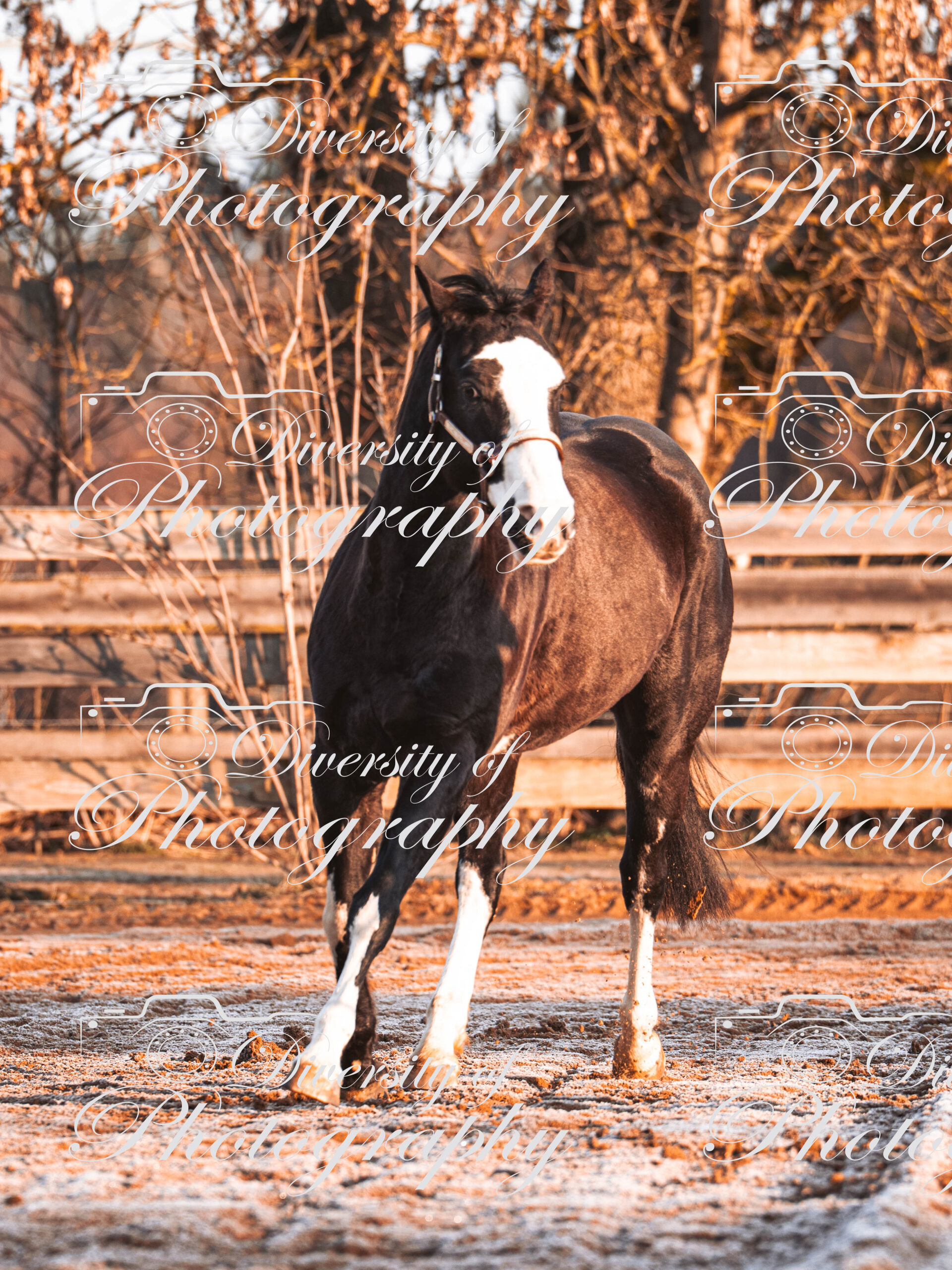 20260322_Silver_Rock_Ranch_Kurs_Tom_Christ_014