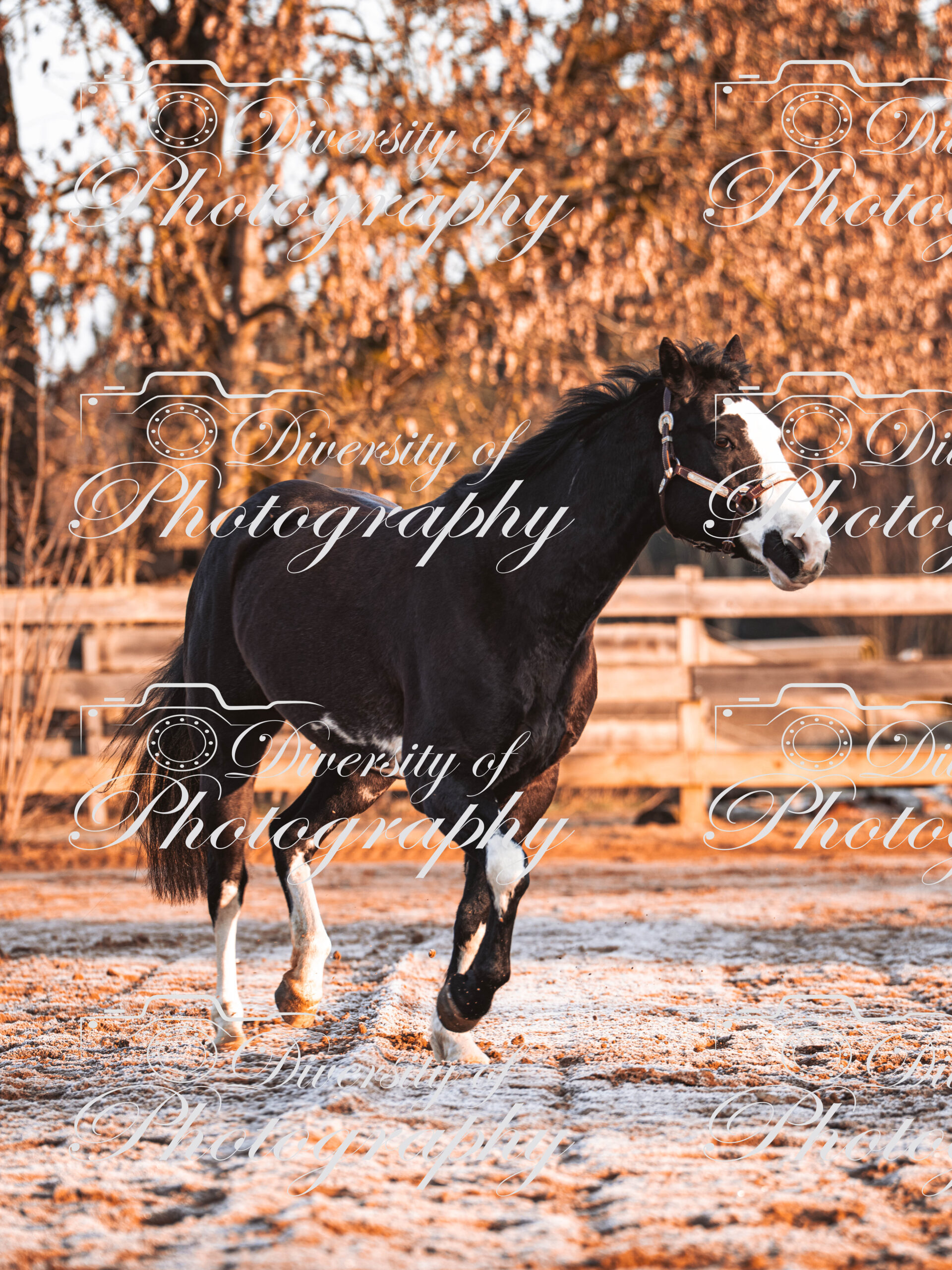 20260322_Silver_Rock_Ranch_Kurs_Tom_Christ_016