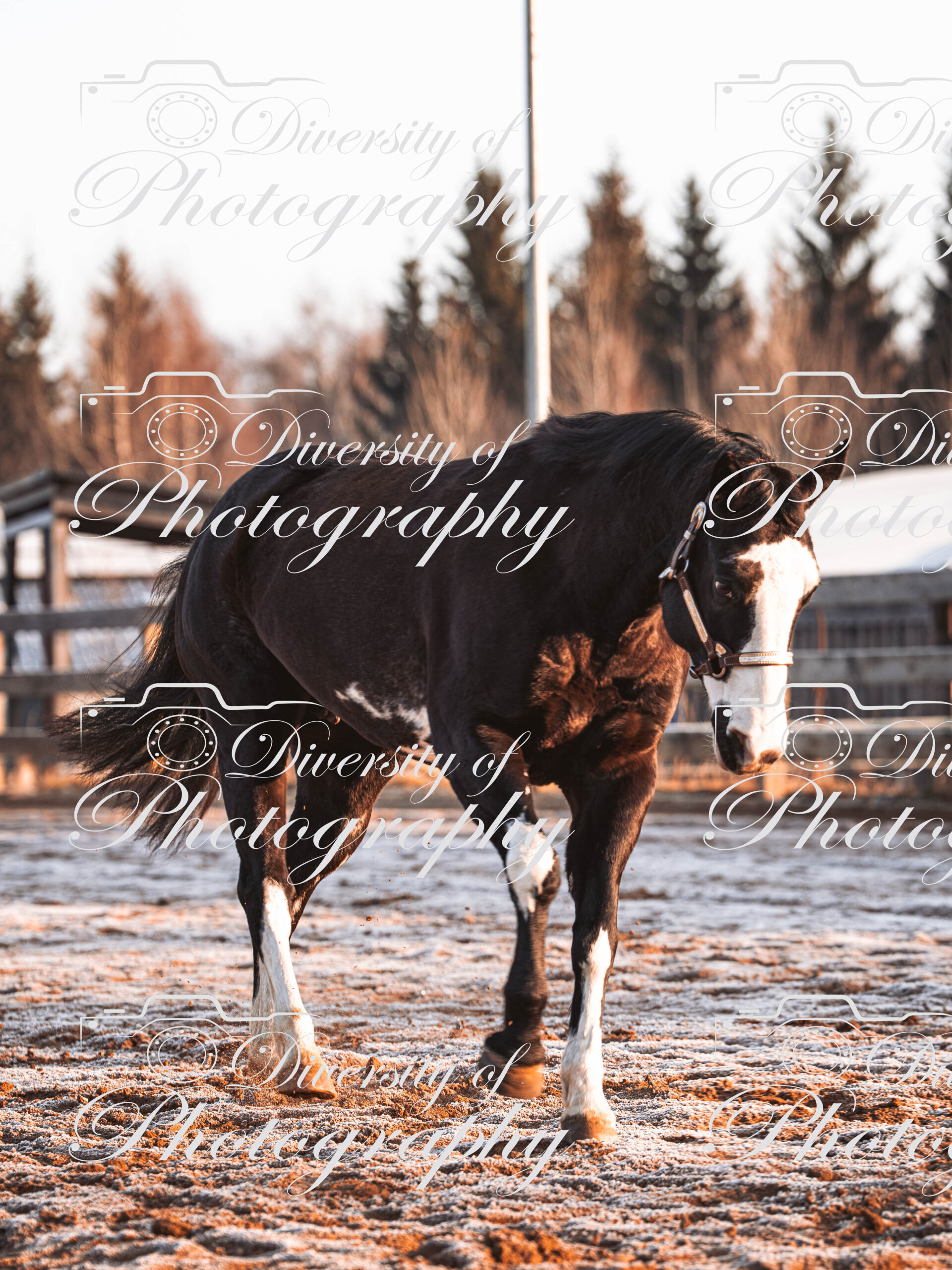 20260322_Silver_Rock_Ranch_Kurs_Tom_Christ_024